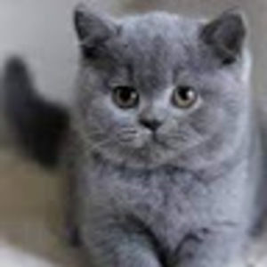 Meet your Posher, Ava